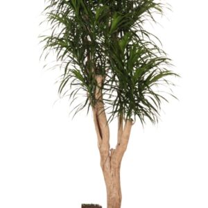 Dracaena Anita Dracaena refl. Anita busch
(1 Plants/Order)(35cmP 190cmH)