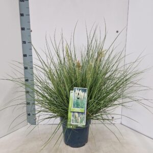 Cortaderia selloana Tiny Pampa (‘Day1’PBR)
(1 Plants/Order)(23cmP 70cmH)