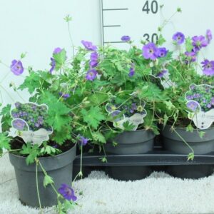 Geranium Rozanne
(6 Plants/Order)(17cmP 30cmH)