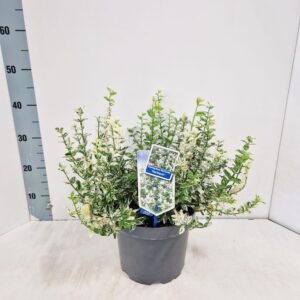 Euonymus fortunei Harlequin
(1 Plants/Order)(23cmP 40cmH)