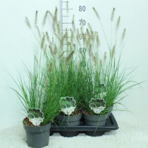 Pennisetum alopecuroides Hameln
(6 Plants/Order)(17cmP 80cmH)