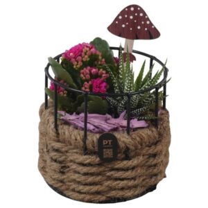Arrangement kamer PTHI3357 Arrangement Autumn Indoor in touwmand met metaal
(6 Plants/Order)(13cmP 19cmH)