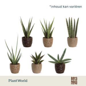 Sansevieria Cylindrica luxe mix in Pot Lizzy
(12 Plants/Order)(7cmP 20cmH)