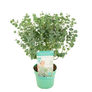 Eucalyptus gunnii 'Azura'
(1 Plants/Order)(19cmP 65cmH)