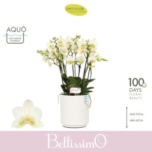 Phalaenopsis Multiflora Bellissimo Bella in Molise White Aquo
(3 Plants/Order)(15cmP 50cmH)