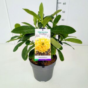 Edgeworthia chrysantha Gra Edgeworthia chrys. 'Grandiflora' 40-50C7
(1 Plants/Order)(25cmP 60cmH)
