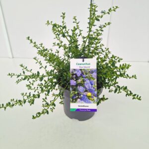 Ceanothus Blue Mound Ceanothus 'Blue Mound' 40-50C5
(1 Plants/Order)(22cmP 50cmH)