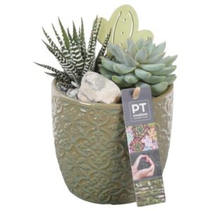 Succulenten PTSU8471 Arrangement Succulenten in Ceramics Pot
(6 Plants/Order)(12cmP 19cmH)