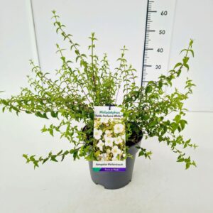 Philadelphus Philadelphus 'Petite Perfume White' PBR 50-60C5
(1 Plants/Order)(22cmP 60cmH)