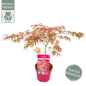 Acer palmatum Shirazz PREMIUM
(1 Plants/Order)(19cmP 65cmH)