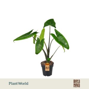 Alocasia zebrina
(7 Plants/Order)(14cmP 40cmH)