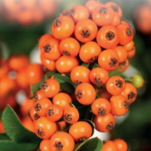 Pyracantha Pyracantha 'Saphyr Orange' PBR 100-125C7
(1 Plants/Order)(25cmP 125cmH)