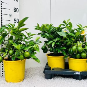 Citrus 'Meyer' Lemon bush/stem
(2 Plants/Order)(19cmP 45cmH)