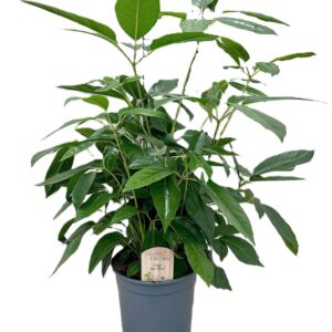 Schefflera actinophylla
(1 Plants/Order)(21cmP 70cmH)
