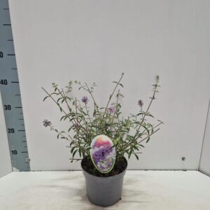 Buddleja Nanho Blue dav.
(1 Plants/Order)(17cmP 35cmH)