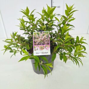 Deutzia Deutzia hybrida 'Tokyo Delight' 50-60C5
(1 Plants/Order)(23cmP 70cmH)