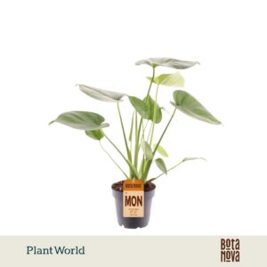Monstera deliciosa
(10 Plants/Order)(12cmP 45cmH)