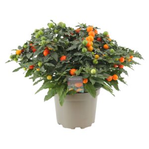 Solanum pseudocapsicum
(6 Plants/Order)(17cmP 30cmH)