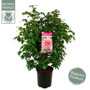Camellia japonica Volunteer'
(1 Plants/Order)(29cmP 90cmH)