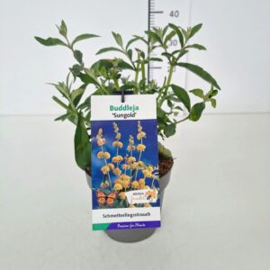 Buddleja Sungold Buddleja weyeriana 'Sungold' C2
(1 Plants/Order)(17cmP 40cmH)