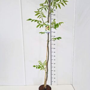 Juglans regia Juglans regia 'Tulare' 160-180C10 
(1 Plants/Order)(28cmP 180cmH)