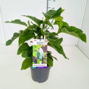 Magnolia Magnolia acum. 'Baby Blue' 50-60C5
(1 Plants/Order)(22cmP 70cmH)