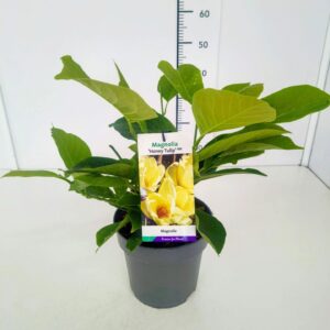 Magnolia Magnolia 'Honey Tulip' 50-60C5
(1 Plants/Order)(22cmP 60cmH)