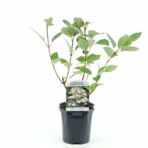 Hydrangea paniculata Wims Red
(6 Plants/Order)(17cmP 35cmH)