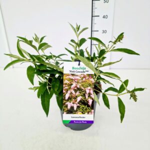 Buddleja Buddleja dav. 'Pink Cascade' C3
(1 Plants/Order)(19cmP 40cmH)