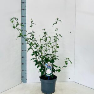 Hibiscus syriacus China Chiffon'
(1 Plants/Order)(23cmP 90cmH)