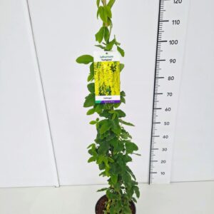 Laburnum anagyroides Laburnum an. 'Fastigiata' 60-80C5 
(1 Plants/Order)(23cmP 80cmH)