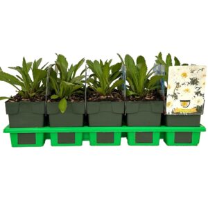 Leucanthemum maximum Sweet Daisy Rebecca' P11
(10 Plants/Order)(11cmP 25cmH)