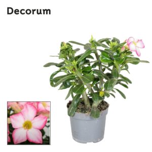 Adenium obesum Pink Star 13cm
(6 Plants/Order)(13cmP 30cmH)