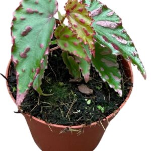 Begonia Pink Dottie
(14 Plants/Order)(8cmP 12cmH)