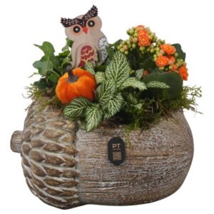 Arrangement kamer PTHI3272 Arrangement Autumn Indoor in beton Pot in noot vorm
(4 Plants/Order)(22cmP 22cmH)
