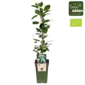 Actinidia arguta Issai Actinidia arguta 'Kiwiberry' (Issai) Bio P19 (6 Plants/Order)(19cmP 50cmH)