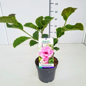 Magnolia Magnolia 'Watermelon' 40-60C3
(1 Plants/Order)(19cmP 60cmH)