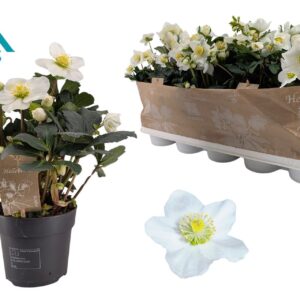 Helleborus niger Christmas Carol 12 cm XXL
(10 Plants/Order)(12cmP 35cmH)