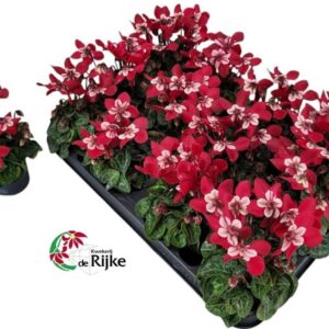 Cyclamen Super Serie Djix Winered
(12 Plants/Order)(7cmP 15cmH)