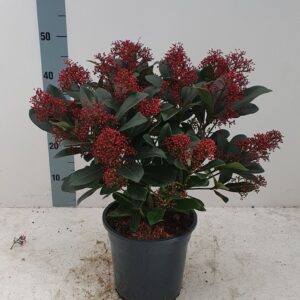 Skimmia japonica Rubella 21cm 30+ Flower
(1 Plants/Order)(21cmP 50cmH)