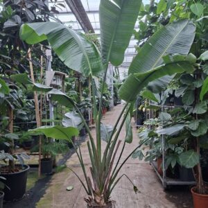 Strelitzia nicolai toef 300
(1 Plants/Order)(30cmP 300cmH)