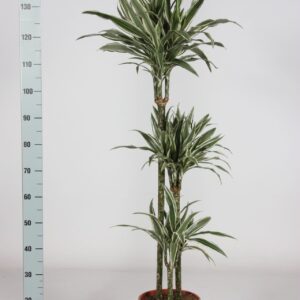 Dracaena White Stripe Dranaena 906030 140cm
(1 Plants/Order)(24cmP 140cmH)