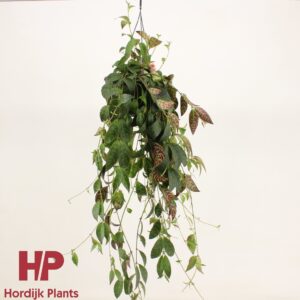 Aeschynanthus marmoratus Aeschynanthus Marmoratus (7 Plants/Order)(15cmP 55cmH)