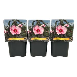 Hibiscus Summer Storm' C5
(1 Plants/Order)(21cmP 35cmH)