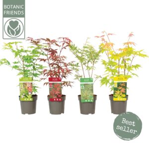 Acer palmatum Acer palm. diverse mix  (12 Plants/Order)(10cmP 40cmH)