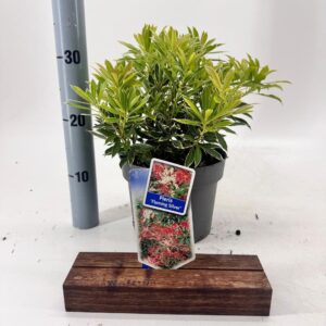 Pieris Flaming Silver
(1 Plants/Order)(19cmP 30cmH)