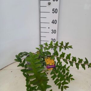 Hypericum Hidcote
(1 Plants/Order)(15cmP 20cmH)