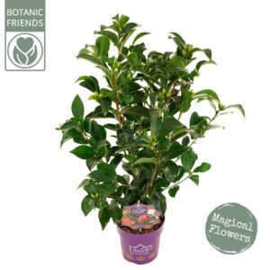 Camellia japonica 1001 Summer Nights' PREMIUM
(1 Plants/Order)(19cmP 70cmH)
