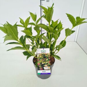 Weigela florida Weigela 'Marjorie' 40-50C3
(1 Plants/Order)(19cmP 60cmH)