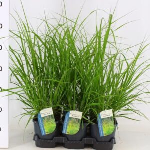 Pennisetum alopecuroides Pennisetum alopecuroides Red Head
(6 Plants/Order)(17cmP 15cmH)